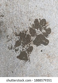 Muddy Dog Prints On Concrete Floor