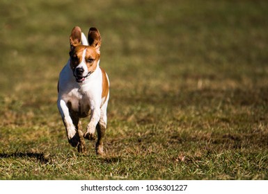 Muddy Dog Running