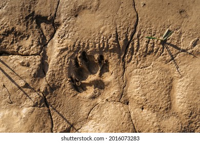 Muddy Dog Single Paw Print With Copy Space. Animal Footprints Background. Rainy Dirty Wet Weather Abstract Scenery. Traces Of Animals Outdoors Flat Lay, Top View.