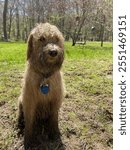 Muddy Dog Sitting Outdoors on a Sunny Day