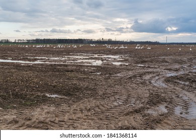 Muddy Field With Puddles, Close-up Of Tractor Tire Tracks, Swarm Of White Swans In The Field