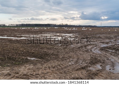 muddy field with puddles, close-up of tractor tire tracks, swarm of white swans in the field