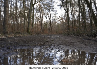 Muddy forest path with a puddle