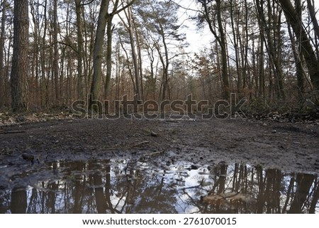 Muddy forest path with a puddle