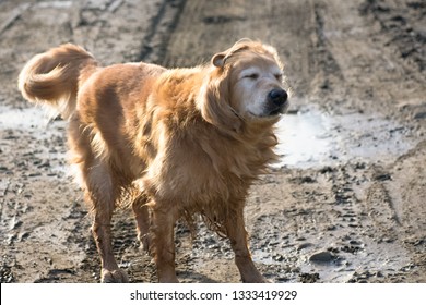 Muddy Golden Retriever Dog Shaking Off Water.