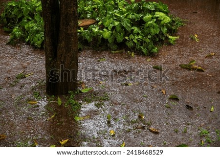 muddy ground tree stem and bush during tropical rain