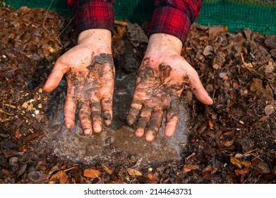 Muddy Hands From Gardening.Farmer Hand With Fertile Soil. 