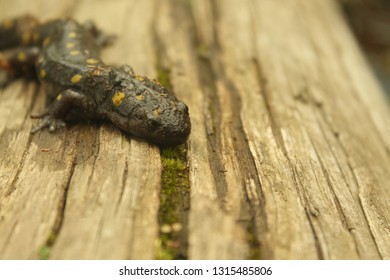 Muddy Mole Salamander On Log