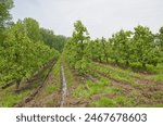 Muddy  orchard with apple trees near Zottegem, Flanders, Belgium 