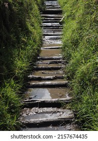 A Muddy Path In A Forest