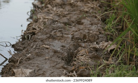 muddy path next to a river. The path is made up of dirt and rocks, and it is covered in mud. The river is flowing next to the path, and it is surrounded by trees and vegetation. - Shutterstock ID 2369924089