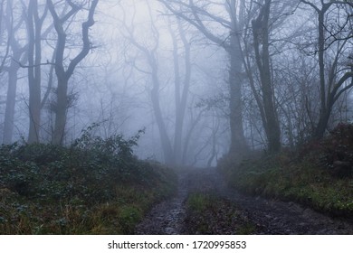 A muddy path through a spooky forest. On a foggy, winters day