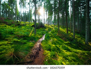 A Muddy Path Through A Tranquil Forest