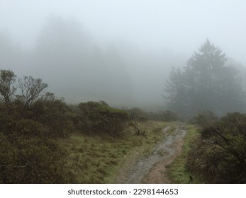 Muddy Path Trailing towards a Misty Forest