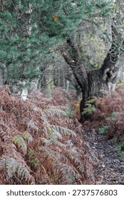 A muddy path winds through a forest of pine trees and withered brown ferns. To the side, an old, gnarled tree stands amidst the dense woodland, capturing a quiet, moody autumnal atmosphere.