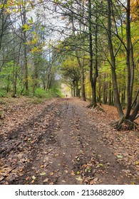 Muddy Path Within A Forest