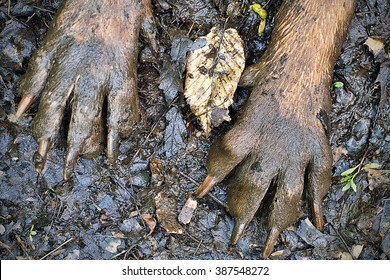 Muddy Paws