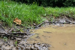 Muddy Puddle Surrounded By Twigs And Leaves In A Countryside Park