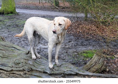 Muddy Pup