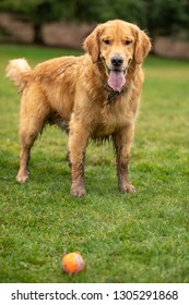 A Muddy Purebred Golden Retriever Dog Standing On A Grass Lawn Beside A Ball, In A Fetch Concept With Space For Text On Bottom