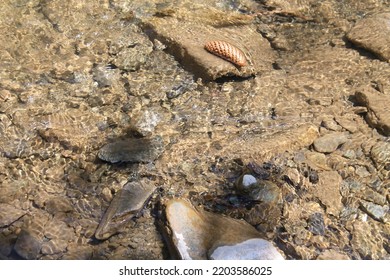 Muddy River Bottom With Rocks