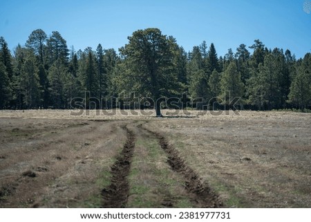 Muddy Tire Tracks, Ruts in Road, Lone Tree in Field