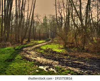 A Muddy Trail In A Forest