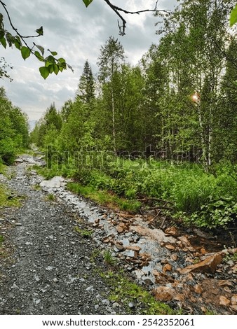 Similar – Image, Stock Photo Majestic tree along the tranquil Jungle riverbank