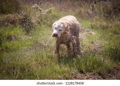 Muddy Wet Golden Retriever Dog Shaking Off Water