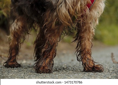 Muddy And Wet Legs And Paws Of A Puppy Dog