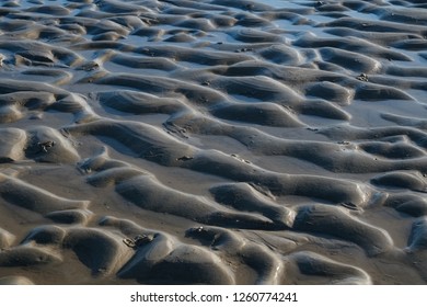 Mudflat Bottom With Shell