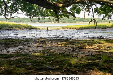 Mudflats Exposed At Low Tide Under Overhanging Oak Tress