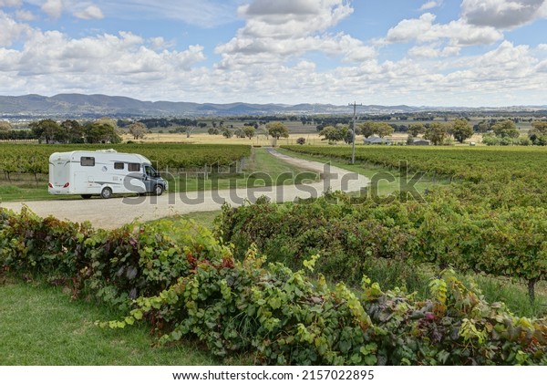 MUDGEE, AUSTRALIA - Mar 29, 2022: The view of the green\
vineyards  Beautiful countryside landscape  Mudgee, Australia\
