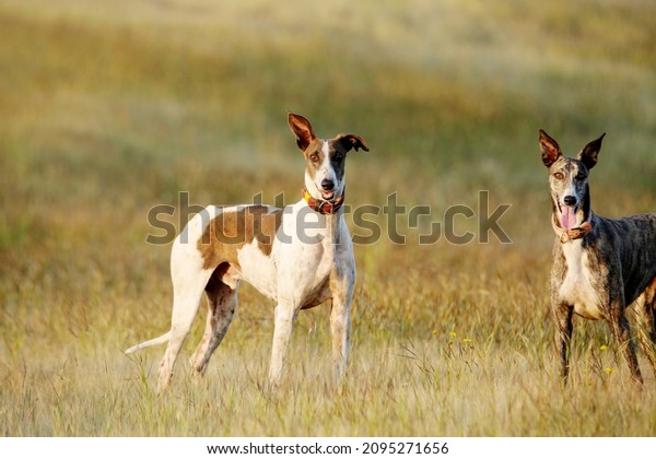 when does a mudhol hound mature