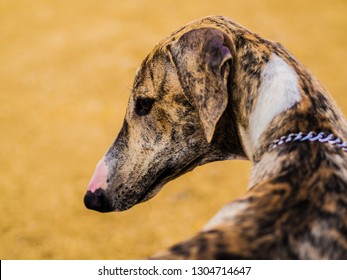 when does a mudhol hound mature