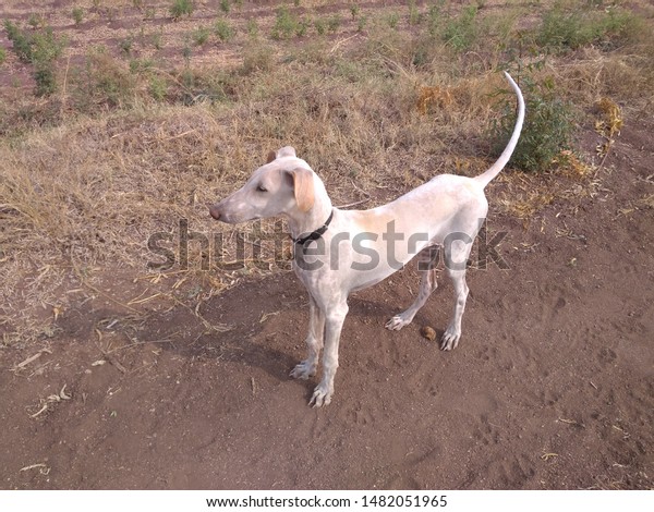 when does a mudhol hound mature