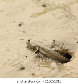 Mudskipper