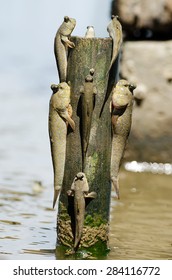 Mudskipper