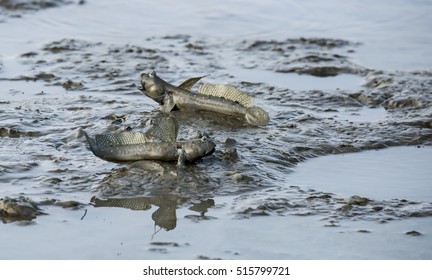 Mudskipper