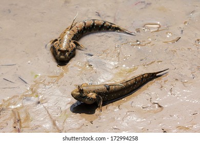 Mudskipper Or Amphibious Fish 