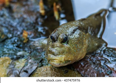  Mudskipper, Amphibious Fish 