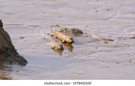 Mudskipper Or Amphibious Fish On The Mud