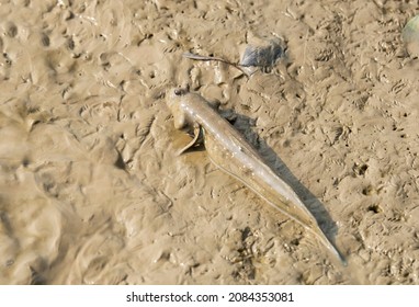 Mudskipper Or Amphibious Fish On The Mud