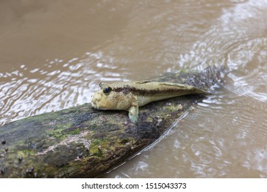 Mudskipper, Amphibious Fish Sit On Mangrove Tree