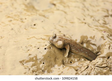 Mudskipper Fish