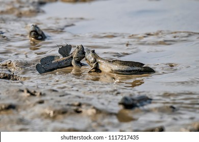 Mudskipper Fish, Amphibious Fish.