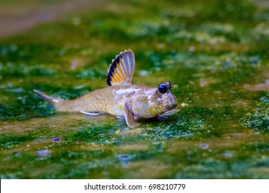 Mudskipper Fish, Amphibious Fish.