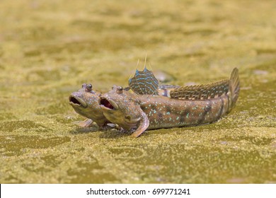 Mudskipper Fish, Amphibious Fish.