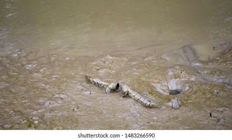 A Mudskipper Fish Fighting  In Thailand