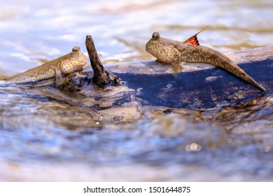 Mudskipper Fishes Standing On A Mangrove Tree Branch, Thailand